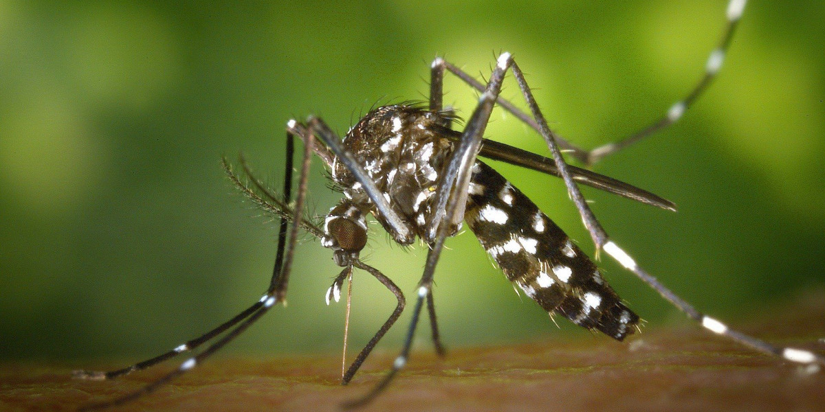 Brasil Ultrapassa 3.000 Mortes por Dengue em 2024