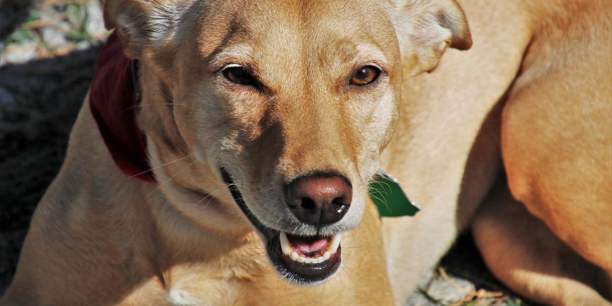 Entenda o que seu cachorro quer te dizer através da Linguagem Corporal Canina
